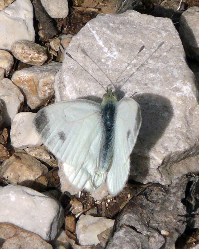 Pieris da identificare 2